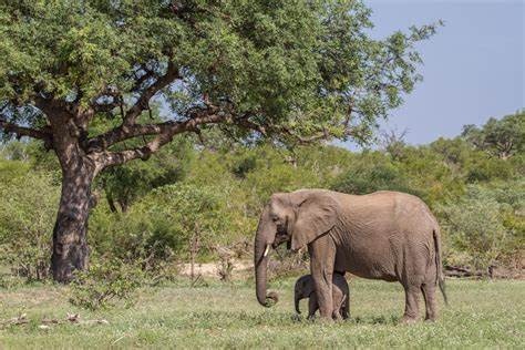 tourhub | The Mzansi Experience | 4-Day Kruger National Park Big 5 & Panorama Route Camping Safari 