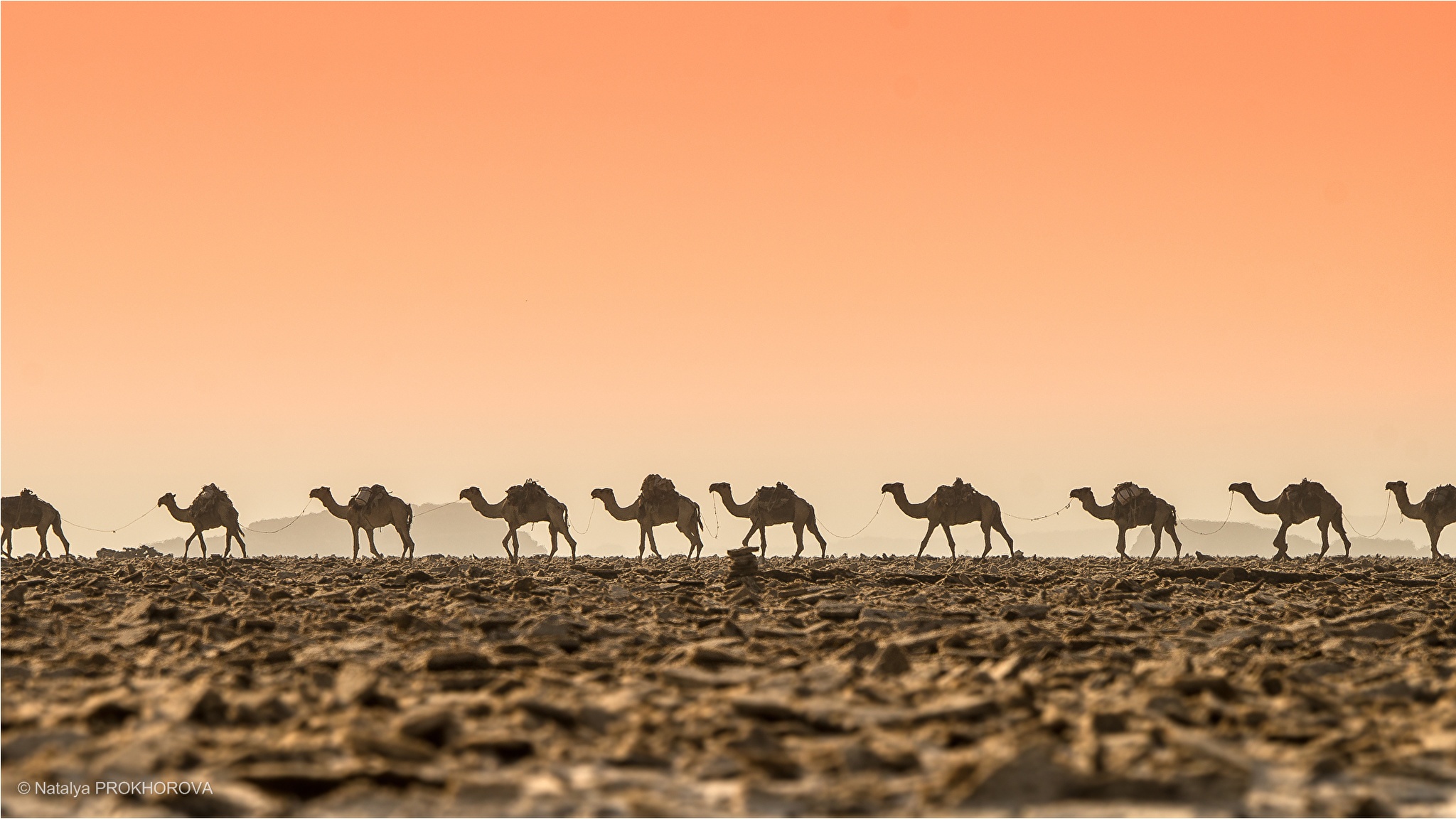 Караван цветов. Верблюд Караван пустыни. Караван с верблюдами в пустыне. Туркменистан Верблюды Караван. Караван верблюдов.