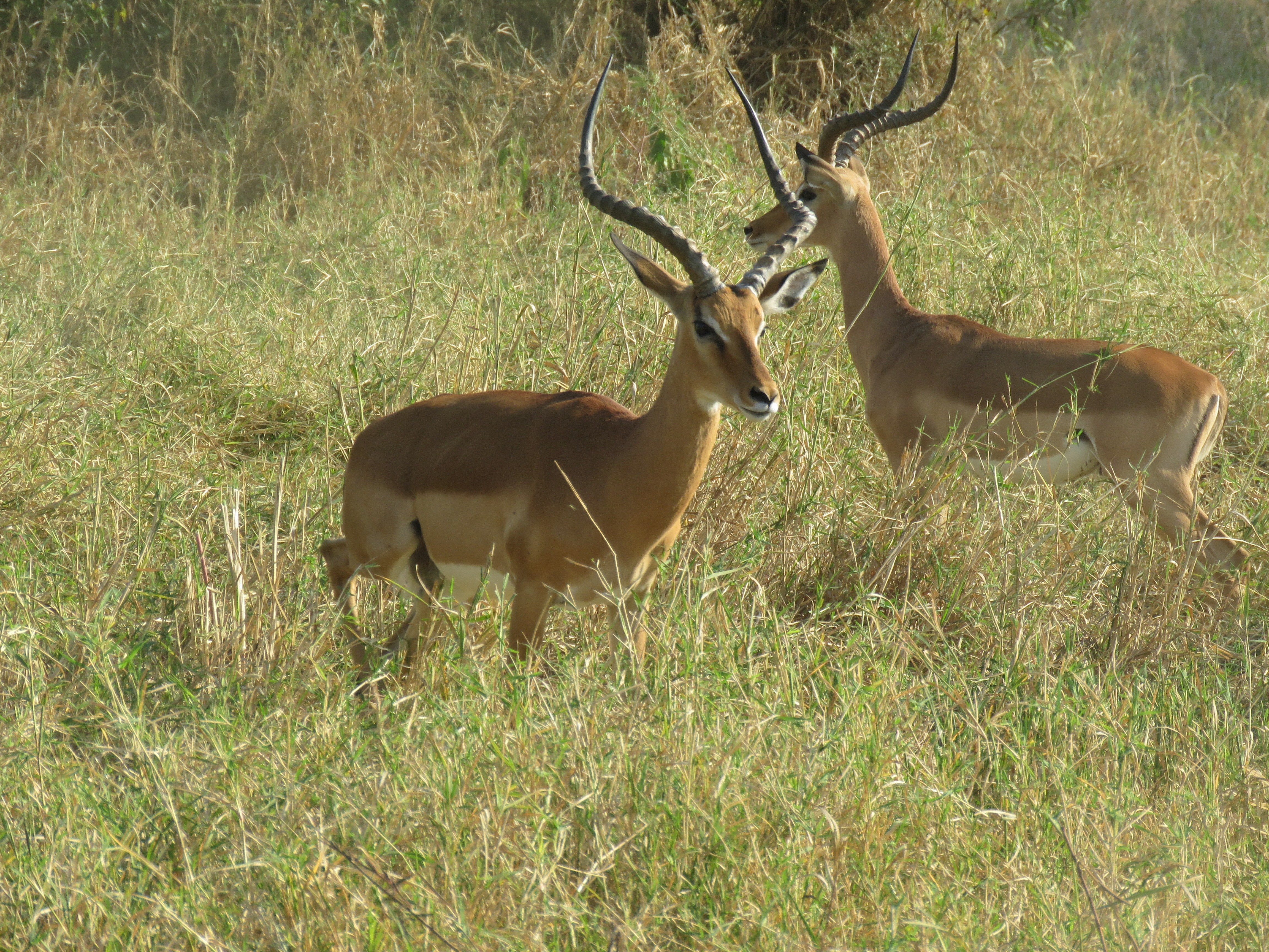 tourhub | Widerange African Safaris | 7days Tanzania Serengeti Migration 