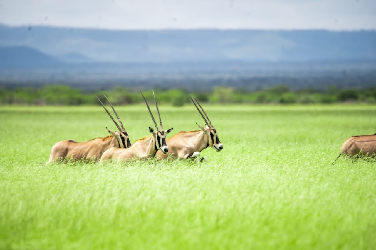 tourhub | Armaye Ethiopia Tours | Ethiopian Unique Wildlife  Safari 