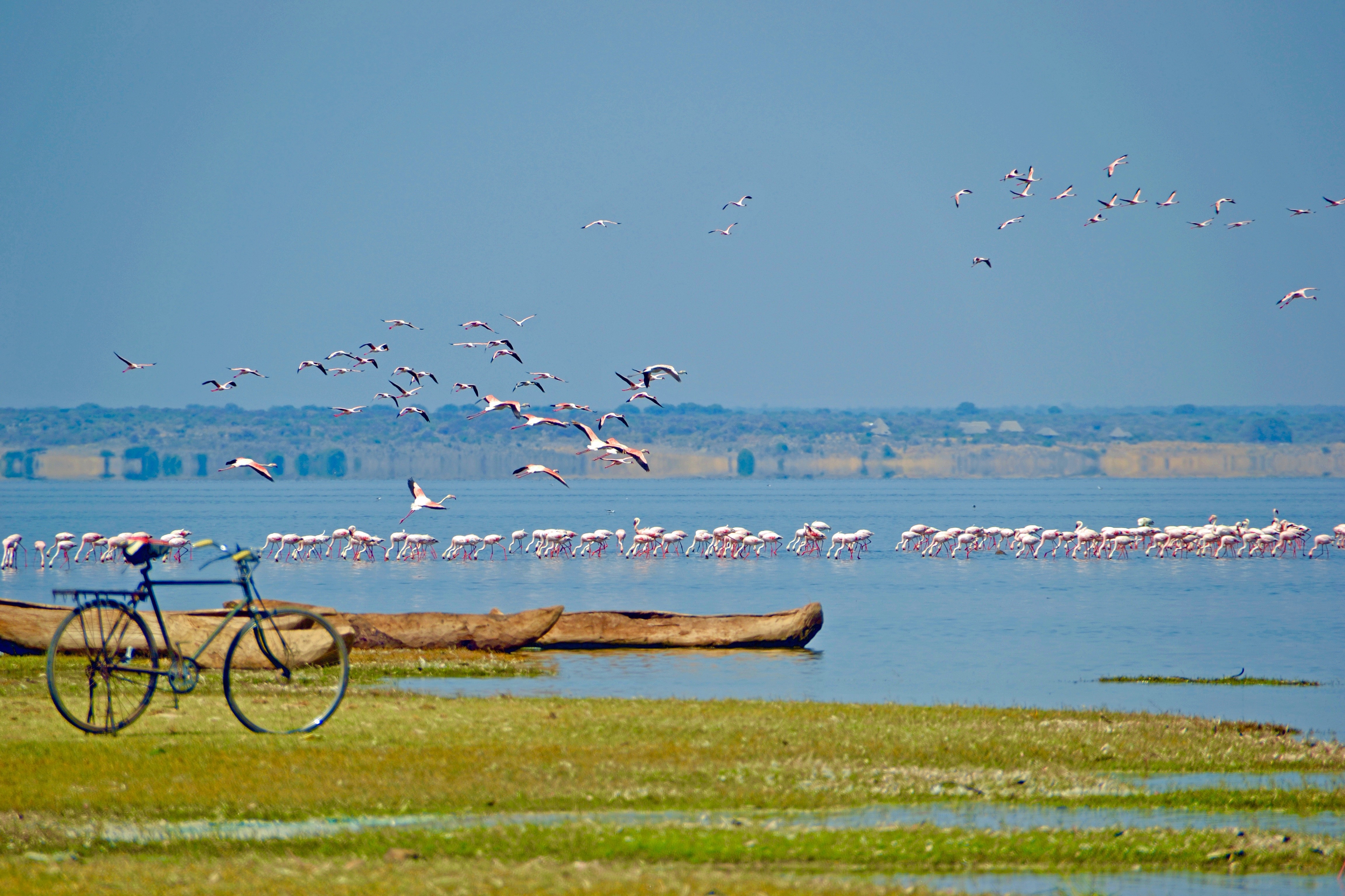 tourhub | Beach and Safari Holidays | From Zanzibar: 4 days safari and Breathtaking Lake Natron 