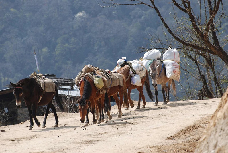 tourhub | Bhutan Acorn Tours & Travel | Bhutan Jomolhari Mountain Festival & Trekking Adventure 