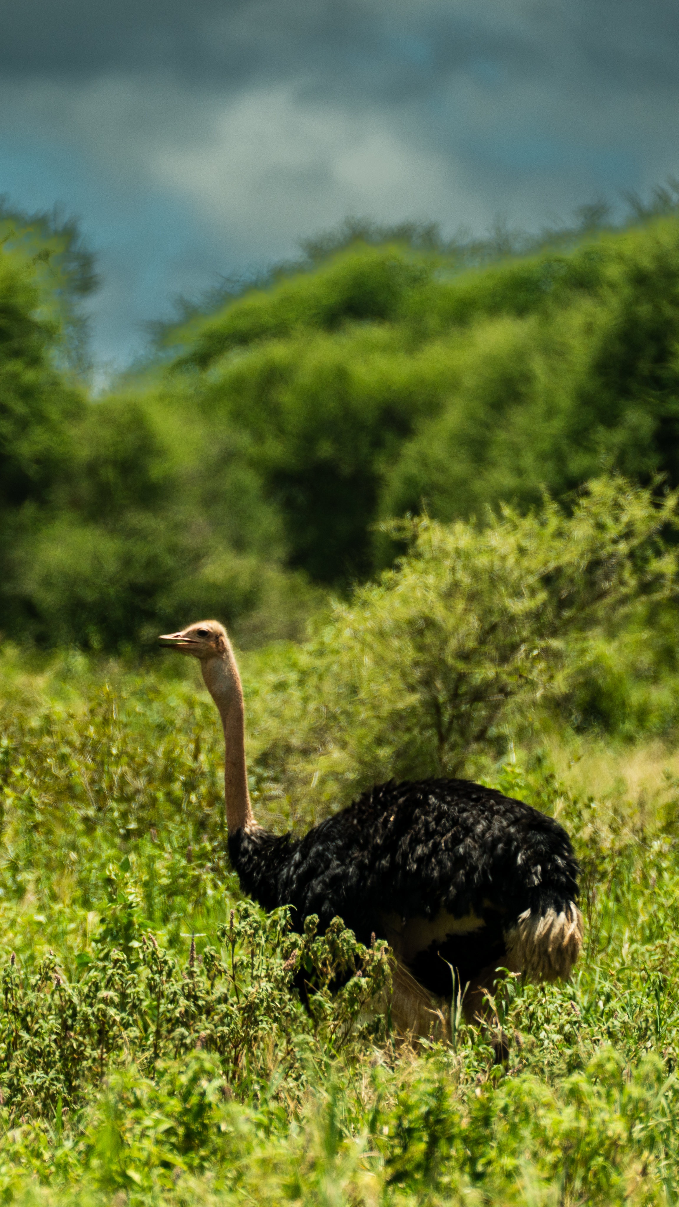 tourhub | Beach and Safari Holidays | Classic Drive Safari Tarangire & Ngorongoro Crater 