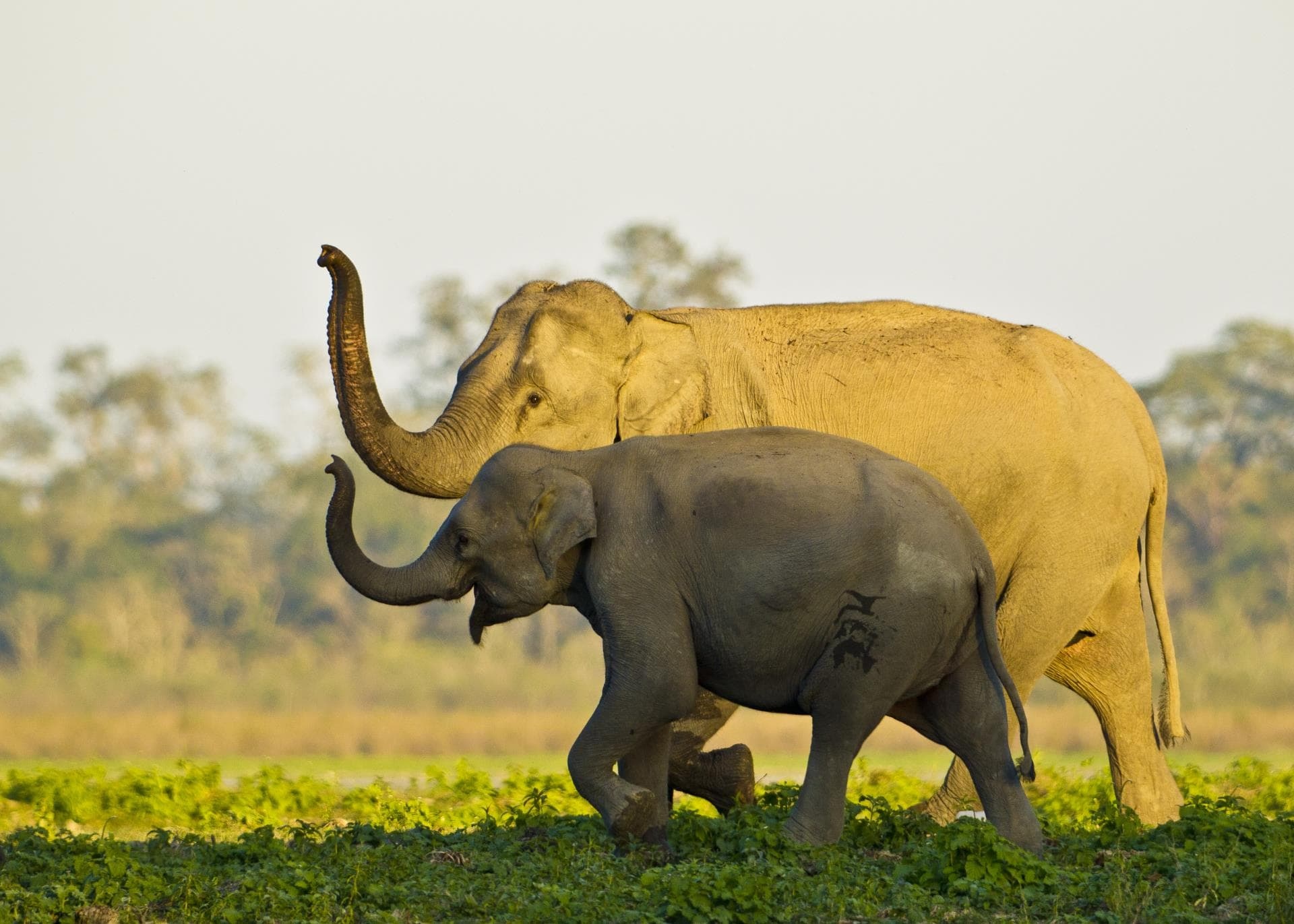 tourhub | Agora Voyages | Assam Explorer: Tea Gardens, Temples, and National Park Safari 