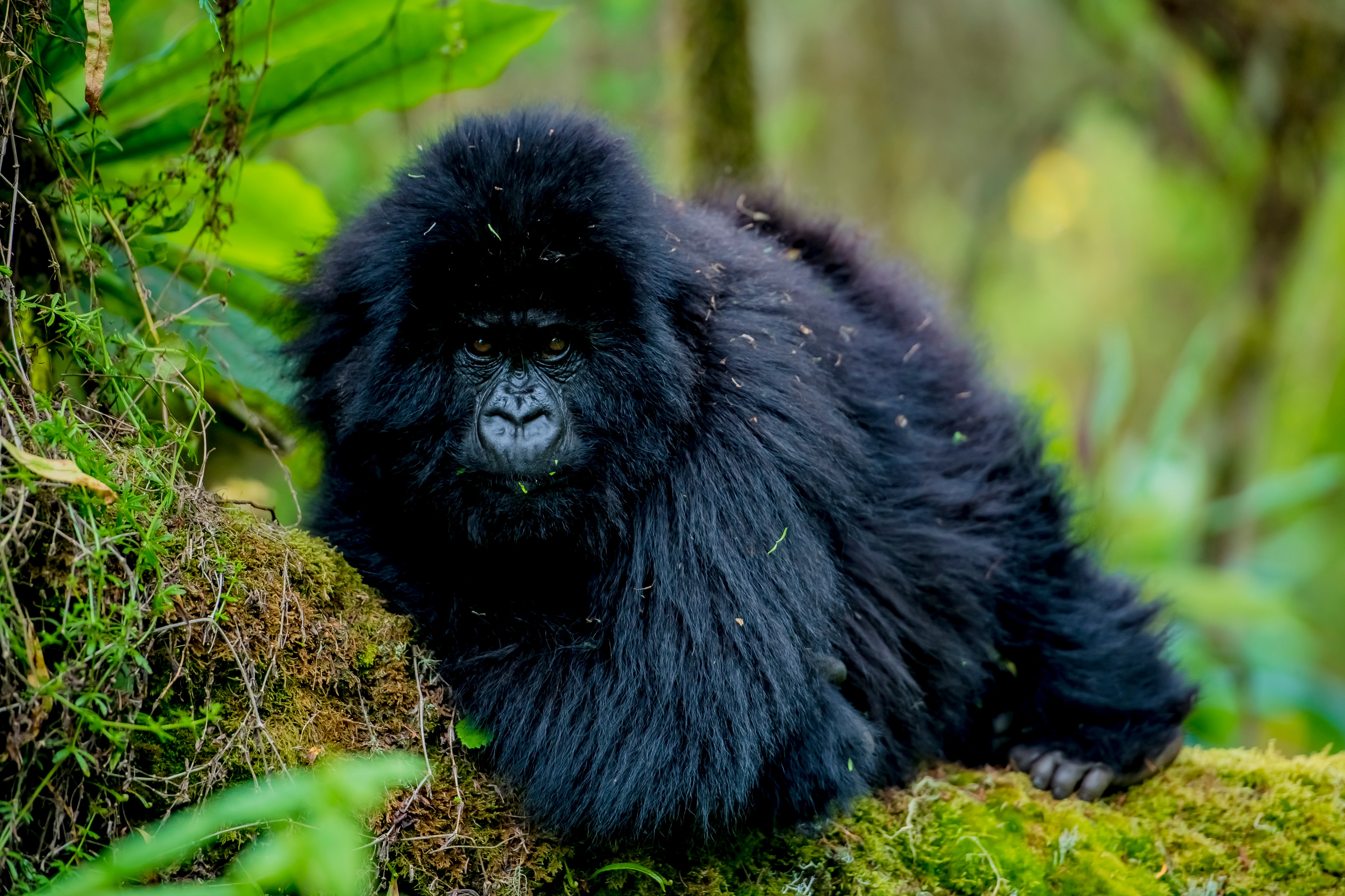 tourhub | Kingfisher Journeys | 14 Days - Kayak, Bike & Hike Rwanda & See the Gorillas 