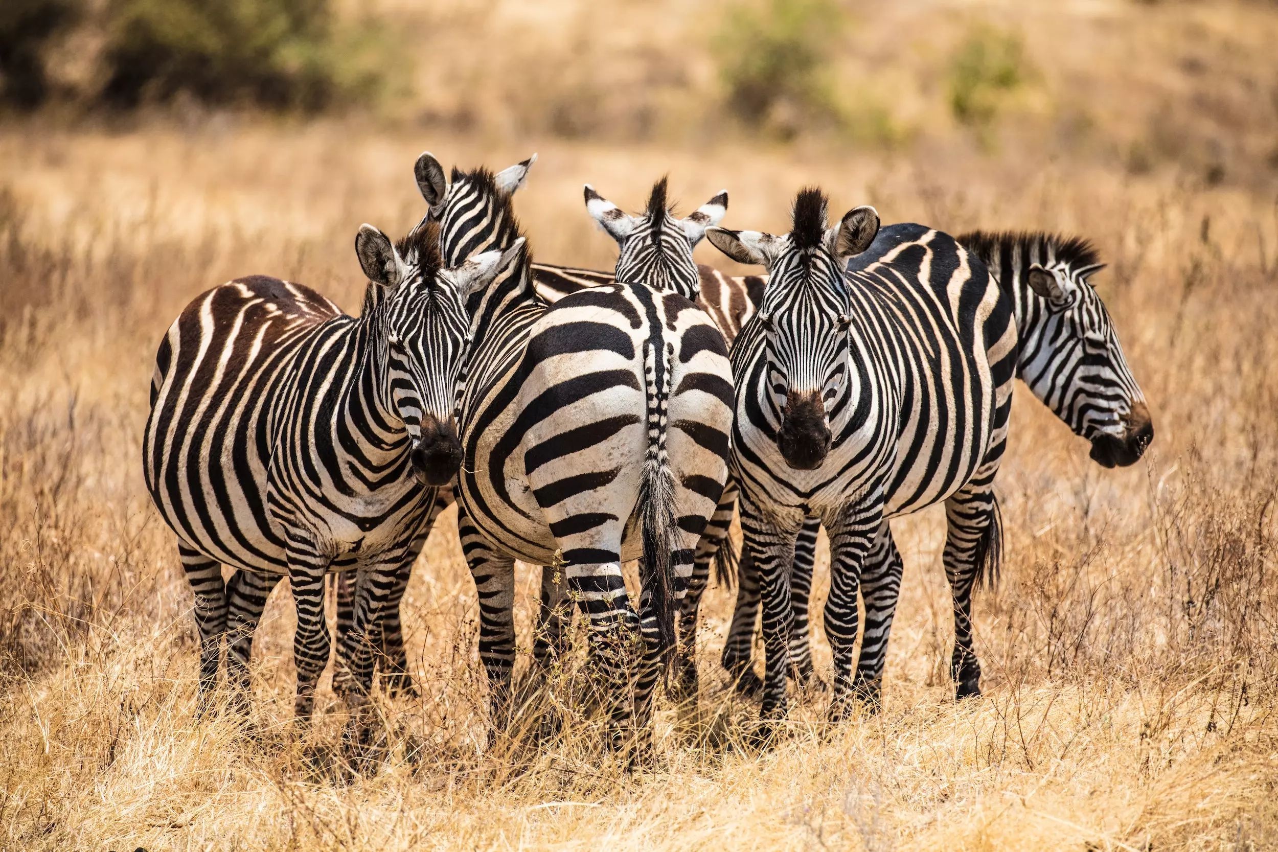 tourhub | Mbega African Safaris | 3-Days Tanzania Safari, Tarangire, Ngorongoro, Lake Manyara 