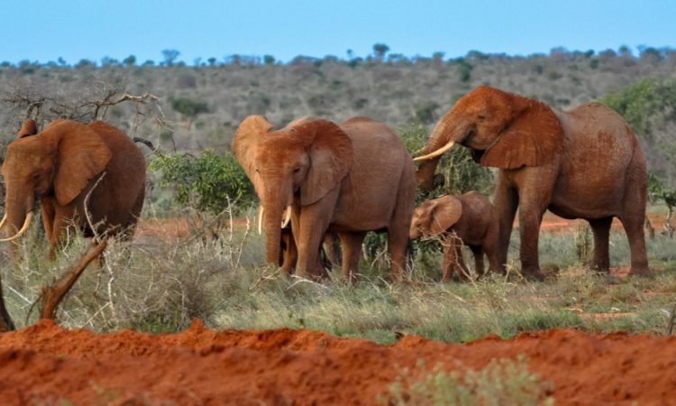 tourhub | Arrow Adventures Kenya | 5 Days Tsavo East Amboseli Tsavo West Taita Hills from Mombasa 