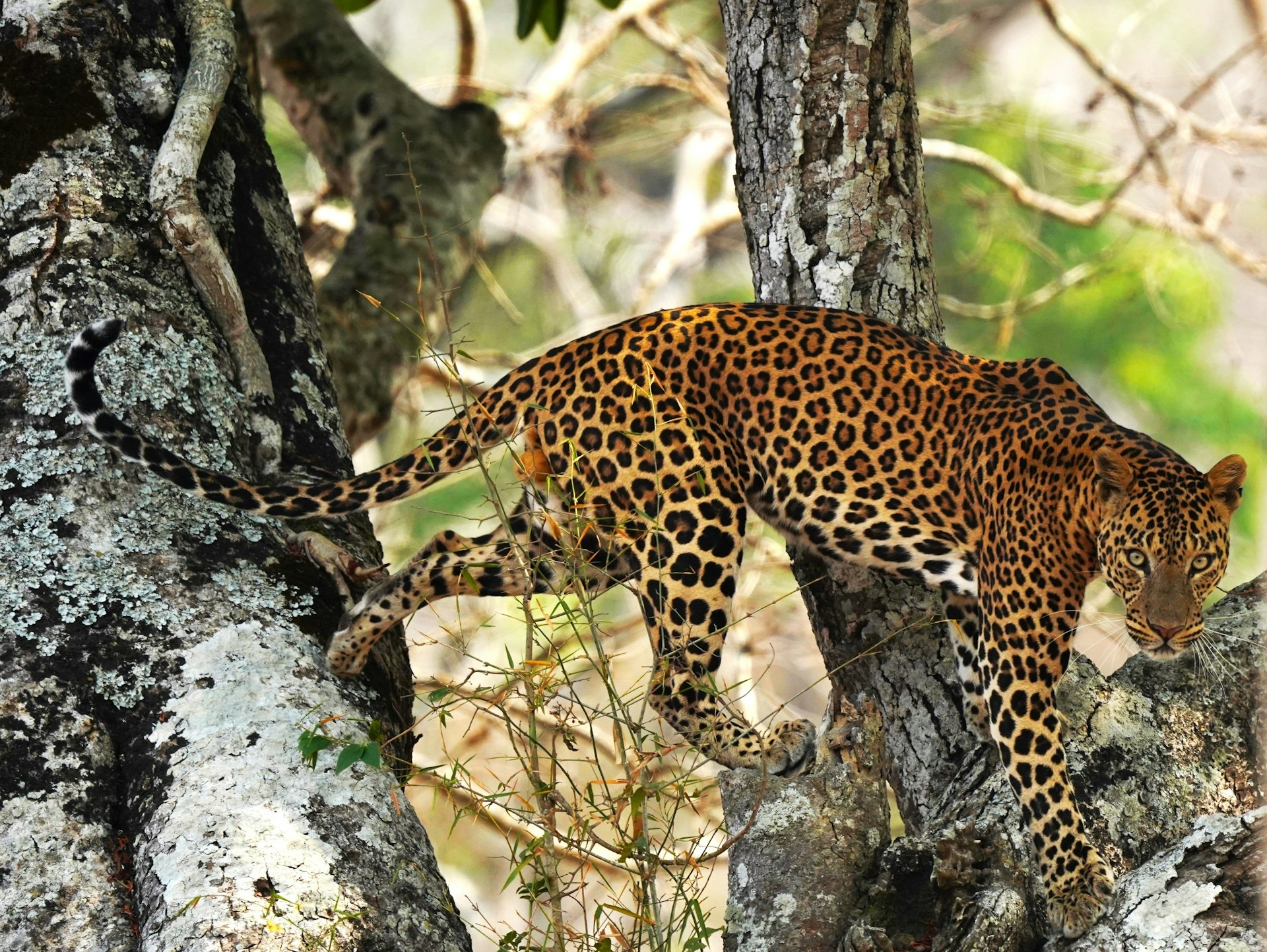 tourhub | Go Book Tours | Bandipur National Park Tour with Wayanad 