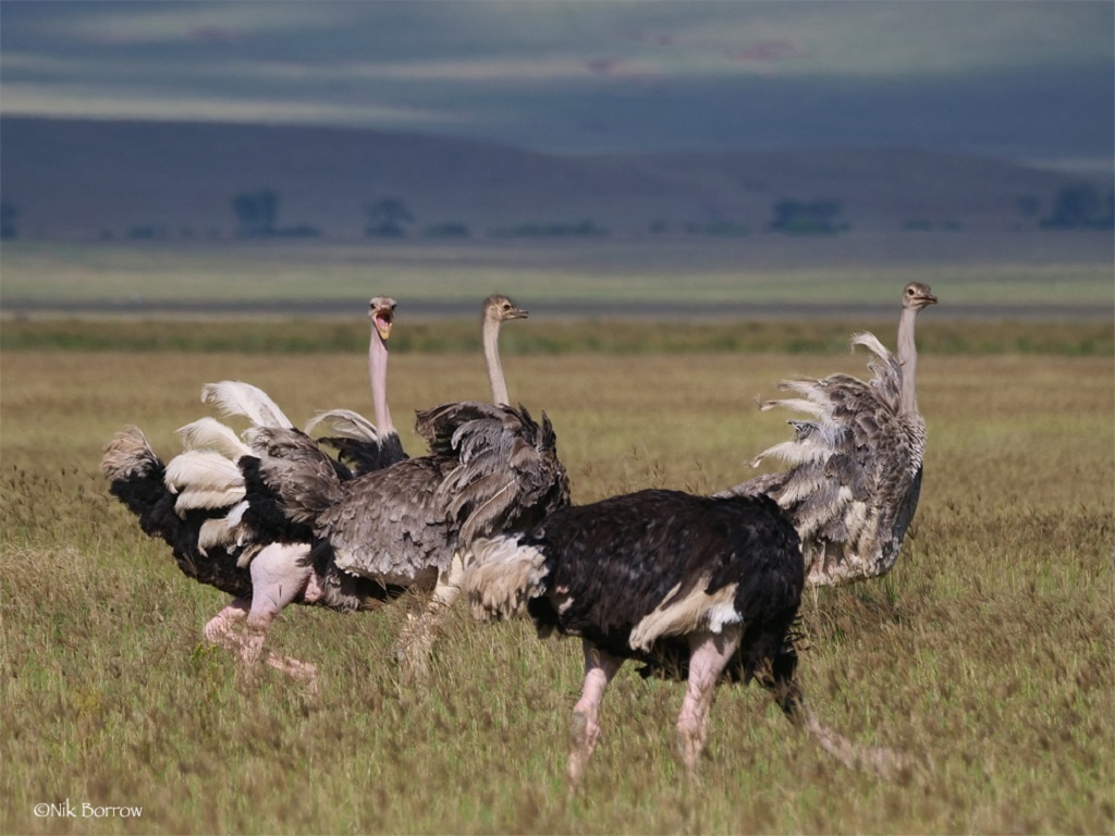 tourhub | Finot Tour and Safari Ethiopia | Bird watching Tour 4 Days 