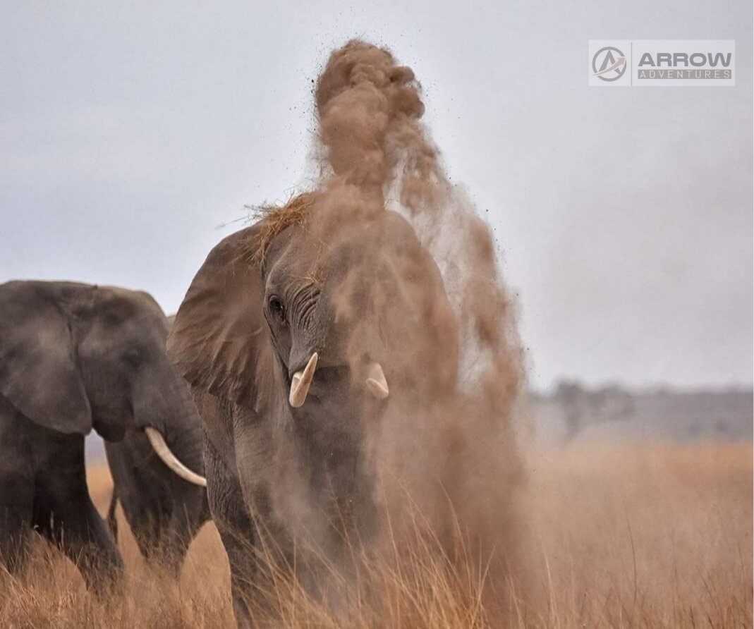 tourhub | Arrow Adventures Kenya | 8 Days Elephant Trails Safari 