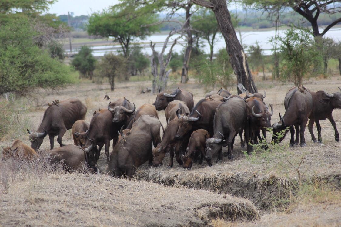 tourhub | Beach and Safari Holidays | A 9-Day Wildlife Expedition in the Serengeti 