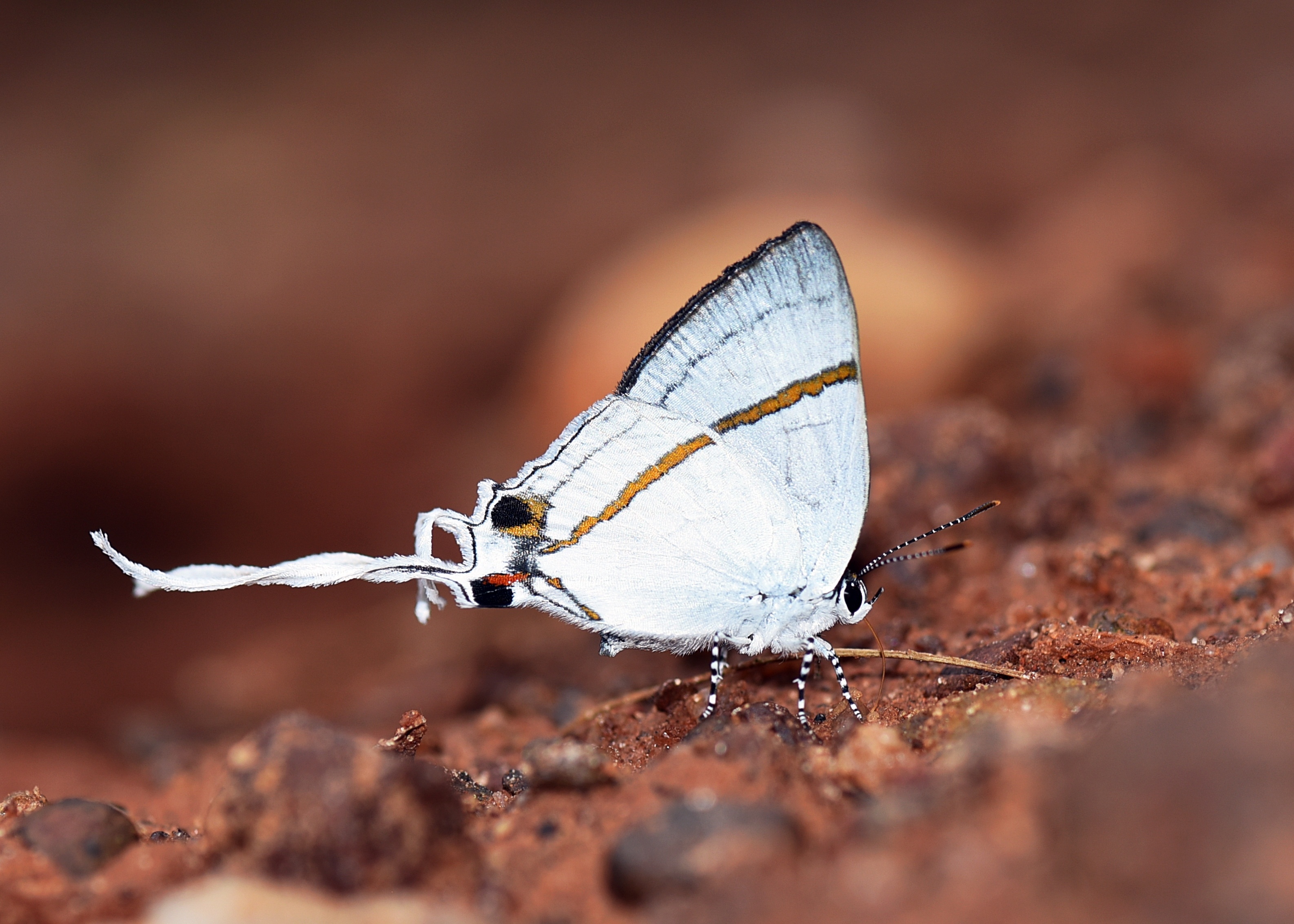 tourhub | Ashanti African Tours | Ghana Butterfly Tour 