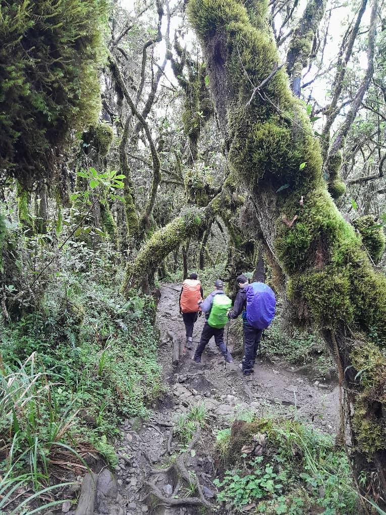 tourhub | Alpine Chat Adventure | 7-DAY MACHAME ROUTE MT KILIMANJARO TREK 