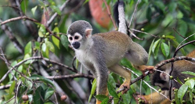 tourhub | Ecuador Galapagos Travels | 8 Days Cuyabeno Wildlife Reserve and Middle of the World Discovery 