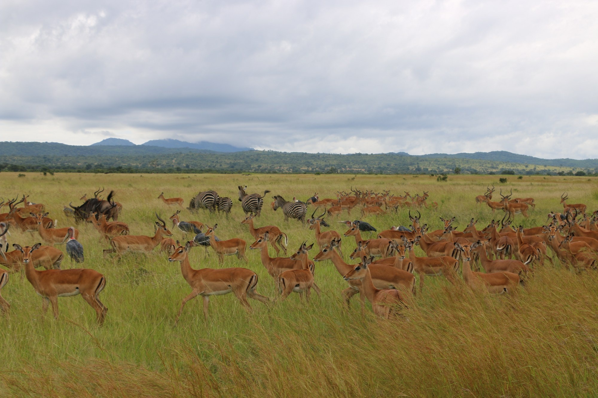 tourhub | Serengeti Access Safaris | 3 Days Mikumi national Park 