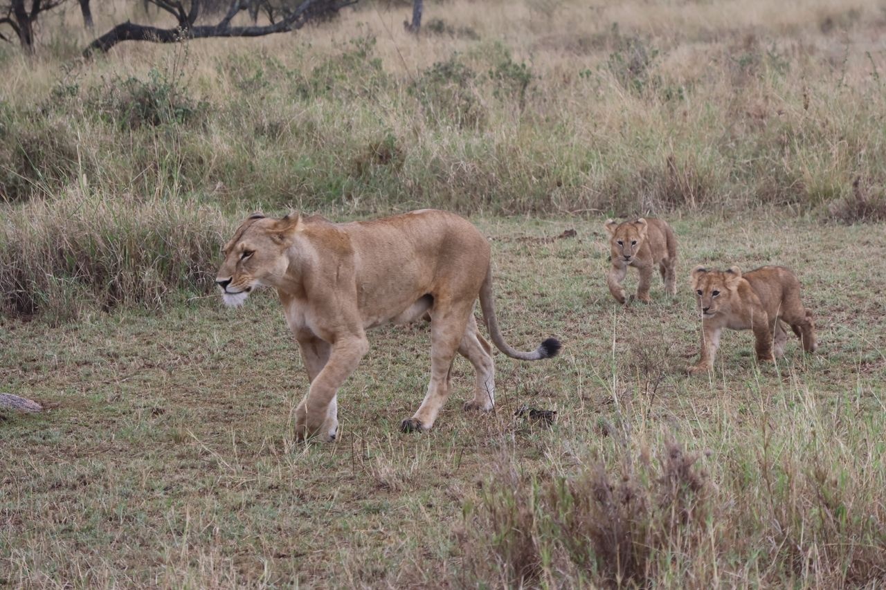 tourhub | Eddy tours and safaris | The Best 9 Days Serengeti Migration | 9SM