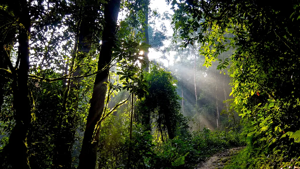 tourhub | Kingfisher Journeys | 3 Days Nyungwe National Park Expedition 