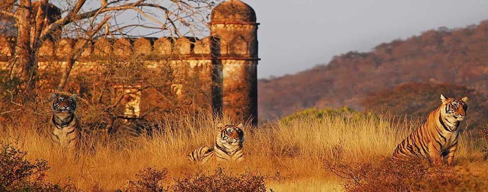 tourhub | MTA Destination Experts Pvt. Ltd. | 13 Days Classic India with Ranthambore 