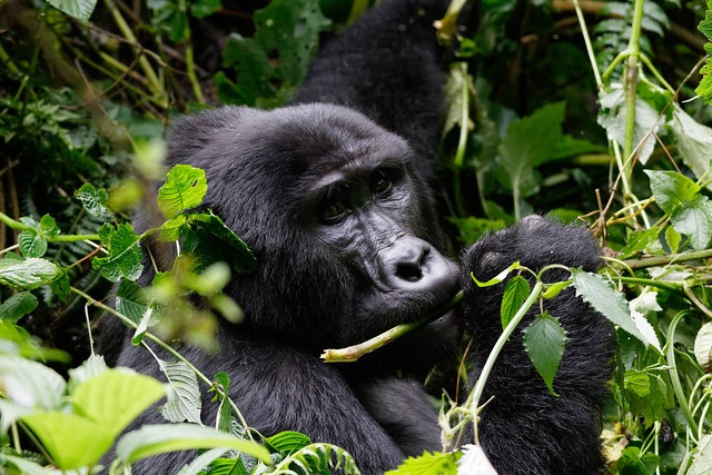 tourhub | GoExplore Safaris | The Hidden Secrets Of Uganda And Rwanda 