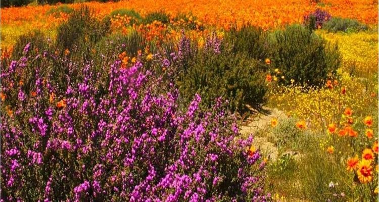 tourhub | HoneyBadger Travel & Tours | South Africa Flower Safari Namaqualand & West Coast 