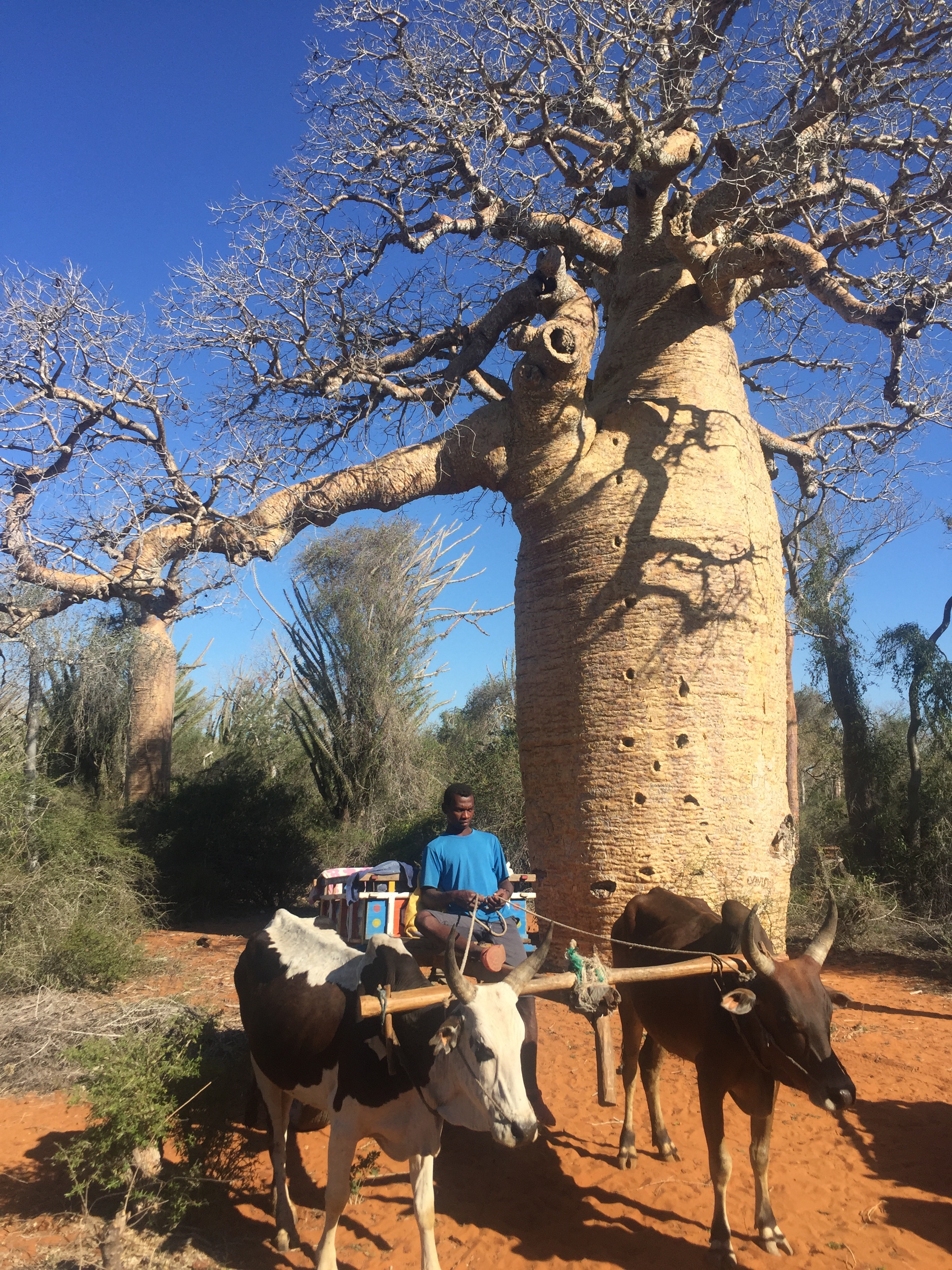 tourhub | Fosa Travel | 12 Days South of Madagascar 