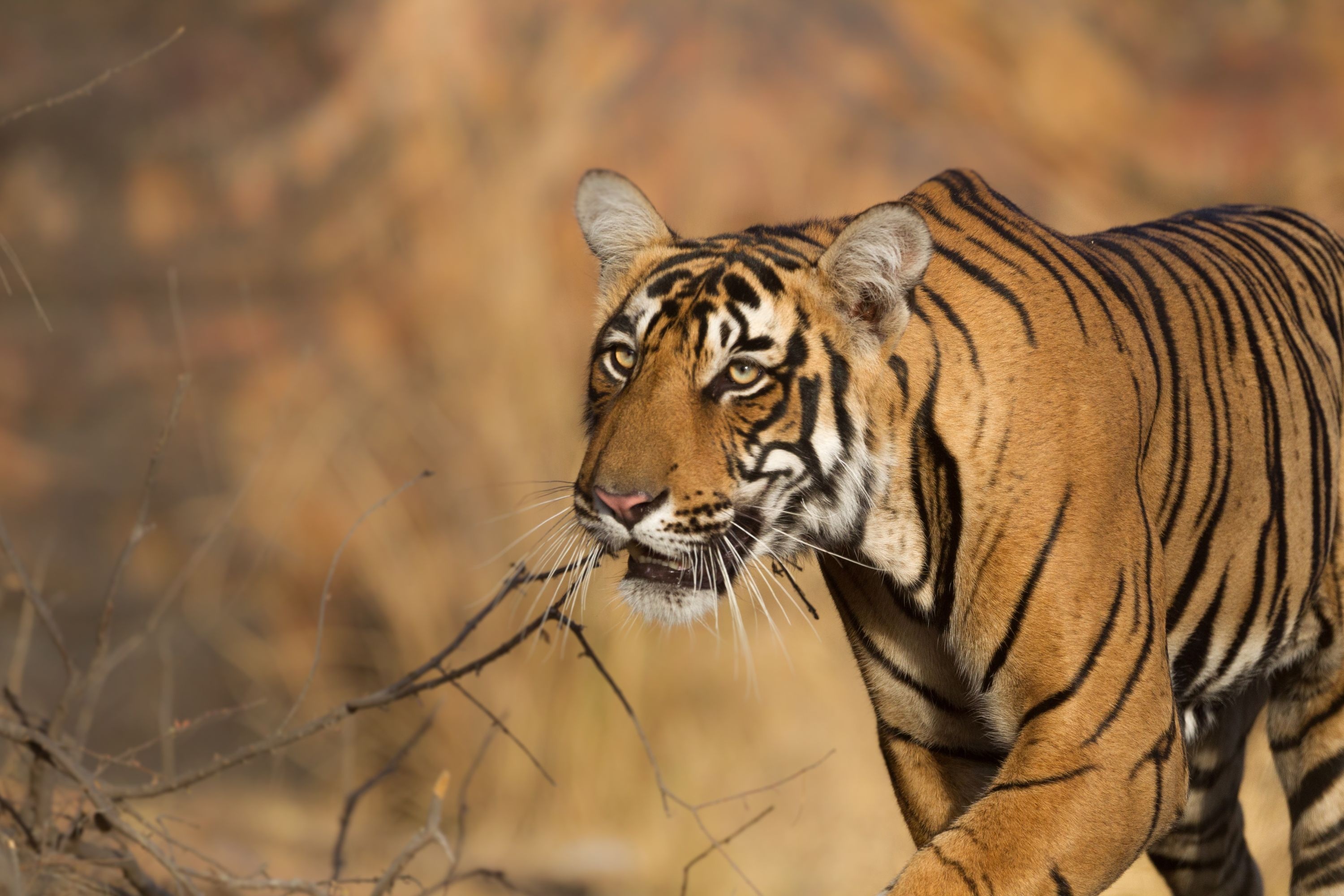 tourhub | Taj Voyages Tours | 1N/2D Ranthambore Wildlife Safari 