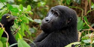 tourhub | Trek Rwenzori Tours | 3 Days Gorilla Trekking in Uganda 