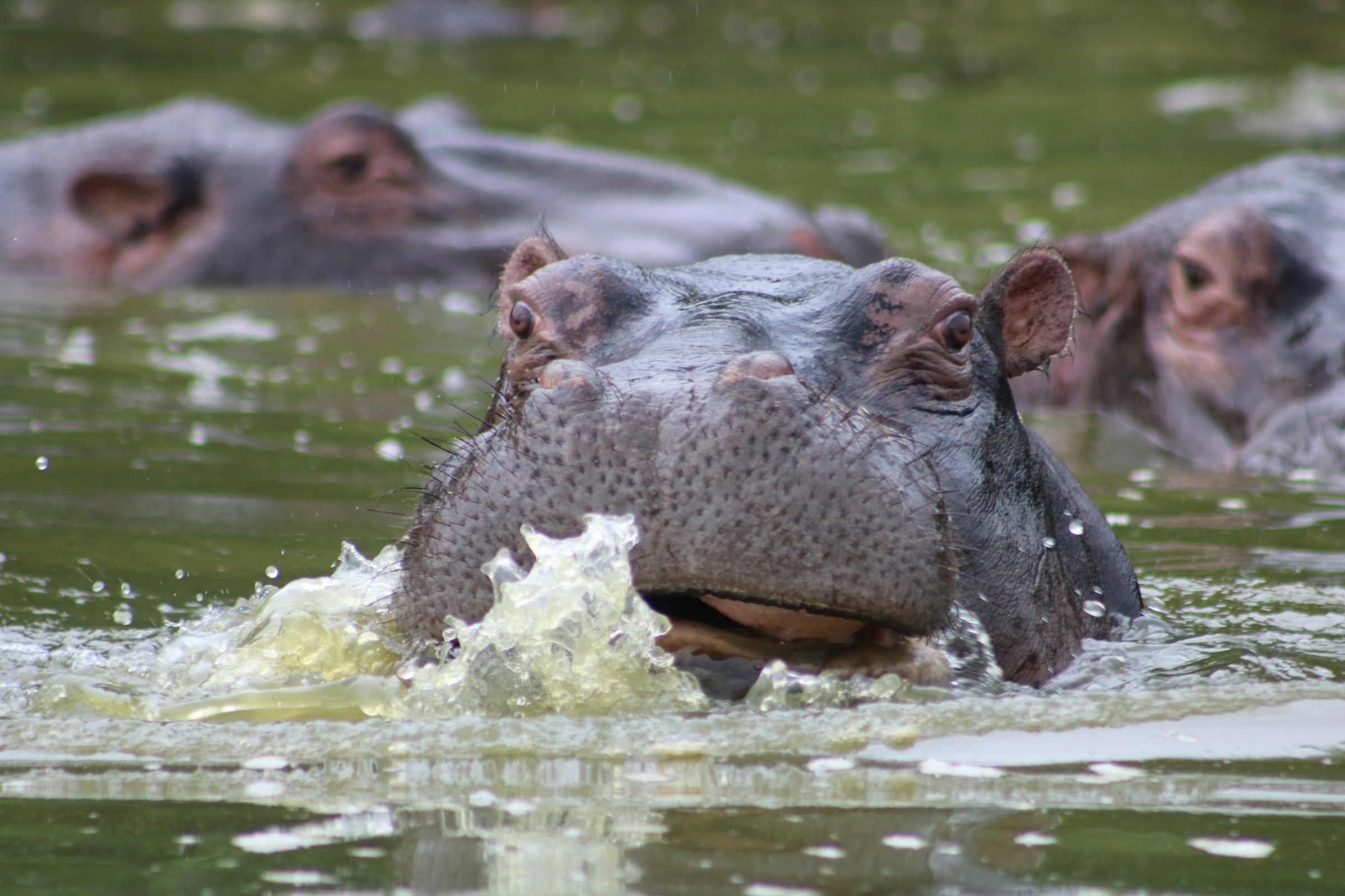 tourhub | Verdoro Safaris | 6-Day Uganda Guided Safari from Entebbe Airport 