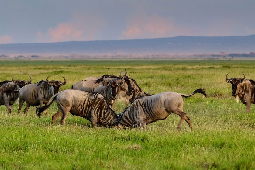 tourhub | Tanzania Wildlife Adventures | Wildebeest Calving Season | Tour Map