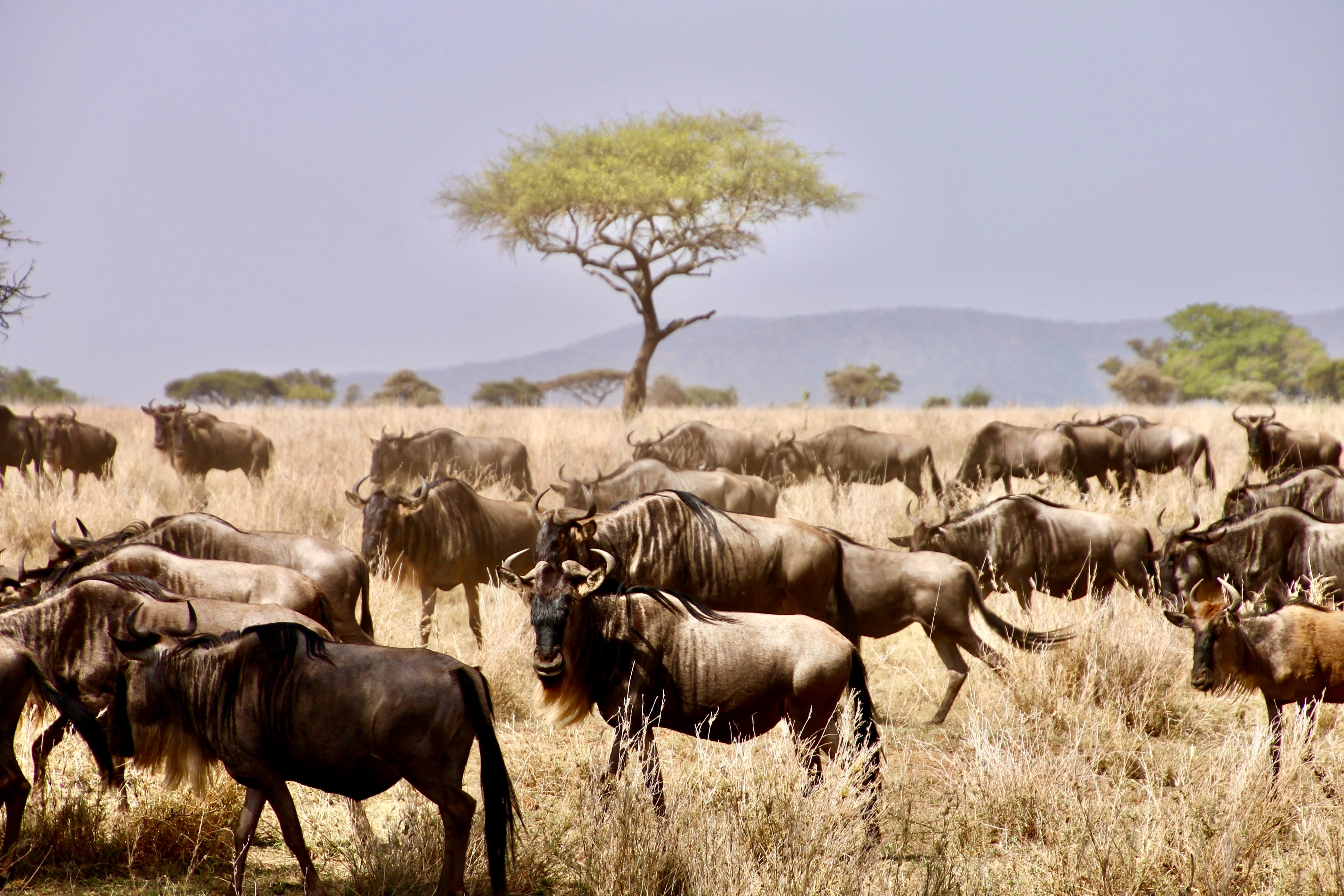 Serengeti wildebeest migration 