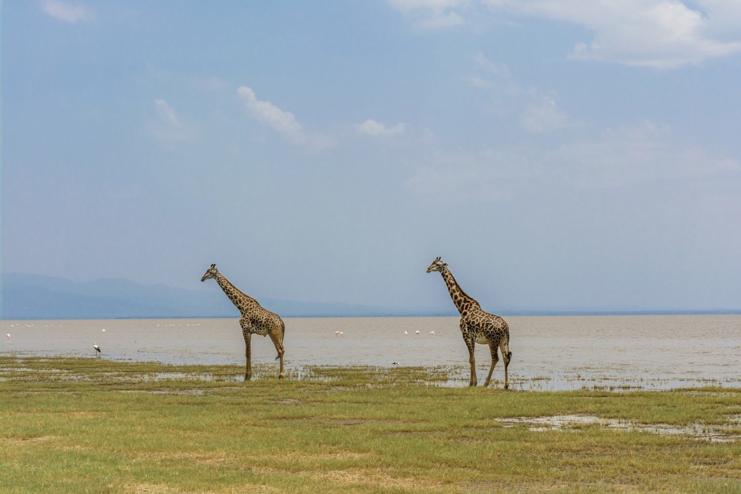 tourhub | Across Africa Tours Travel | 3 Days 2 Nights adventure in Tarangire National Park, Ngorongoro and Lake Manyara (Comfort plus) 