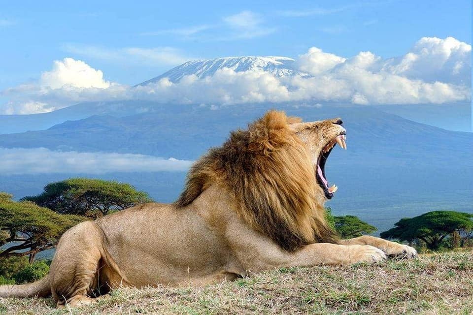 tourhub | Gracepatt Ecotours Kenya | From Nairobi: 2 Days Amboseli National Park Safari Package 