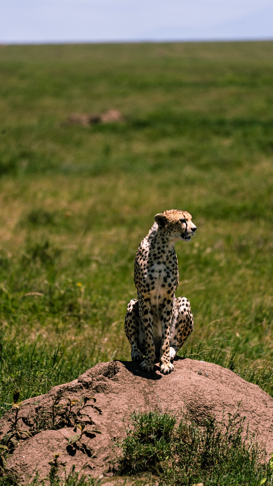 tourhub | Beach and Safari Holidays | Tanzania's Iconic Safari Adventure: From Savannah to Crater 