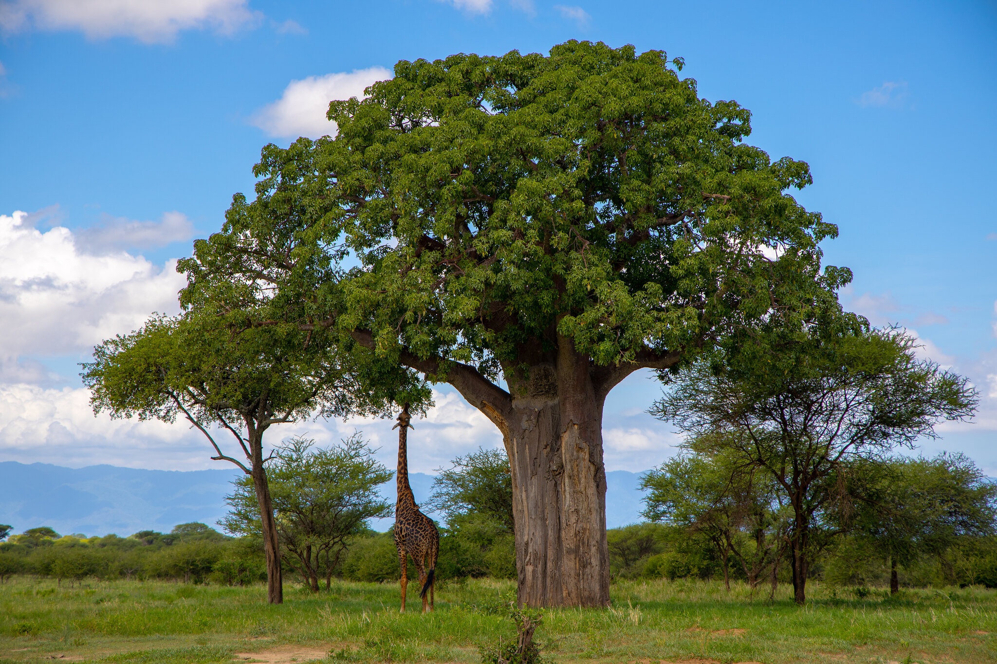 tourhub | Beach and Safari Holidays | Tanzania's Iconic Safari Adventure: From Savannah to Crater 