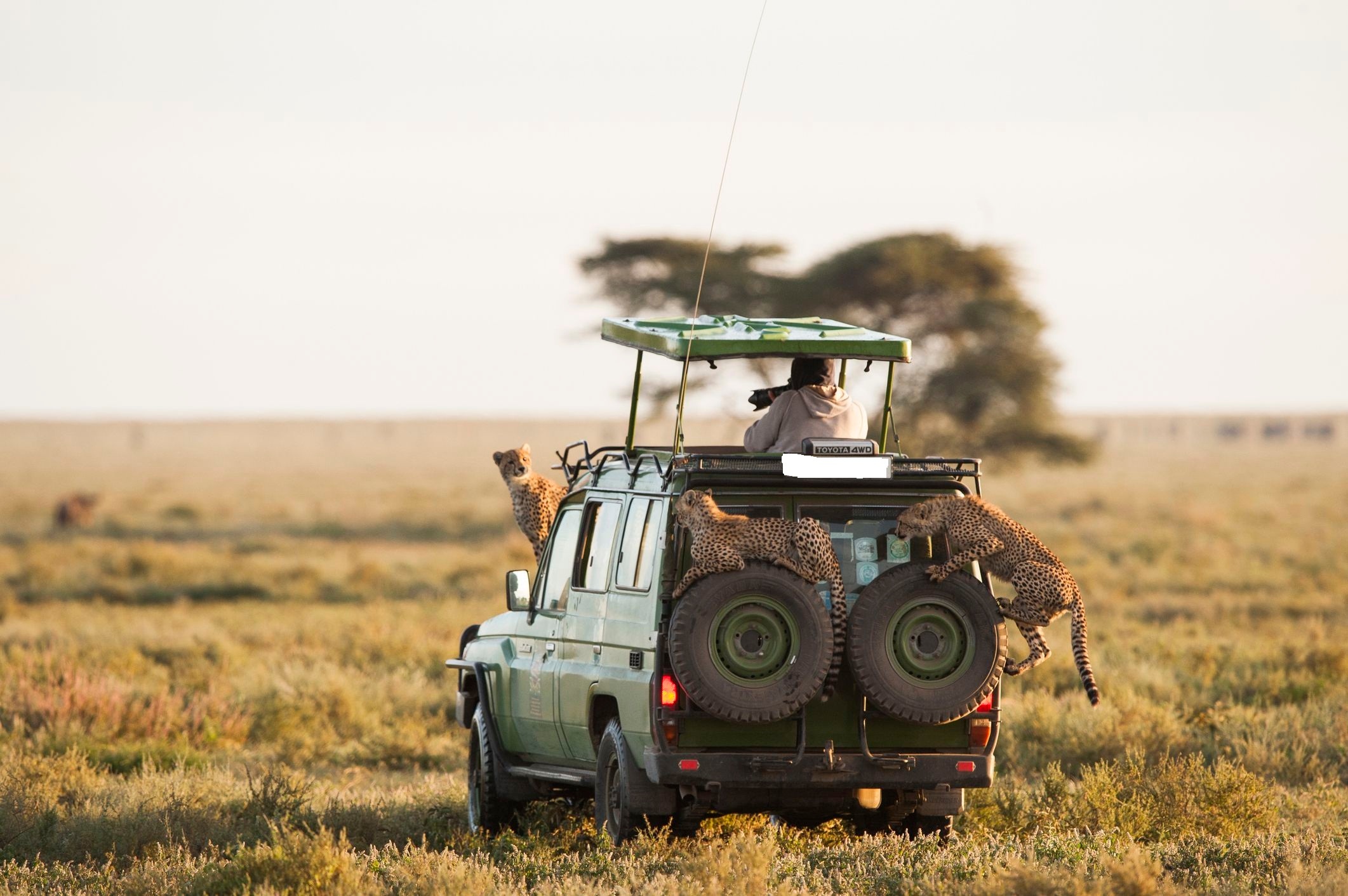 tourhub | Gracepatt Ecotours Kenya | From Nairobi: 2 Days Amboseli National Park Safari Package 