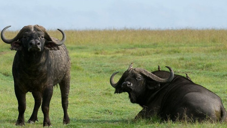 tourhub | Alaitol Safari | Big Five Safari To Tarangire and Ngorongoro Crater | 87431P15