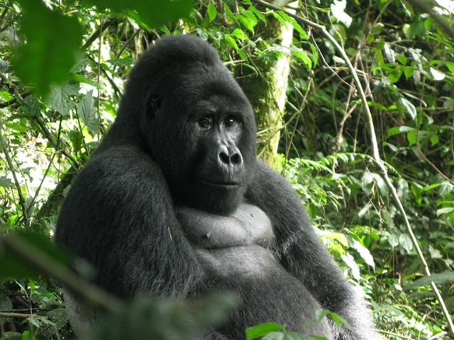 tourhub | GoExplore Safaris | Unforgettable Rwanda Gorilla Trekking Journey 