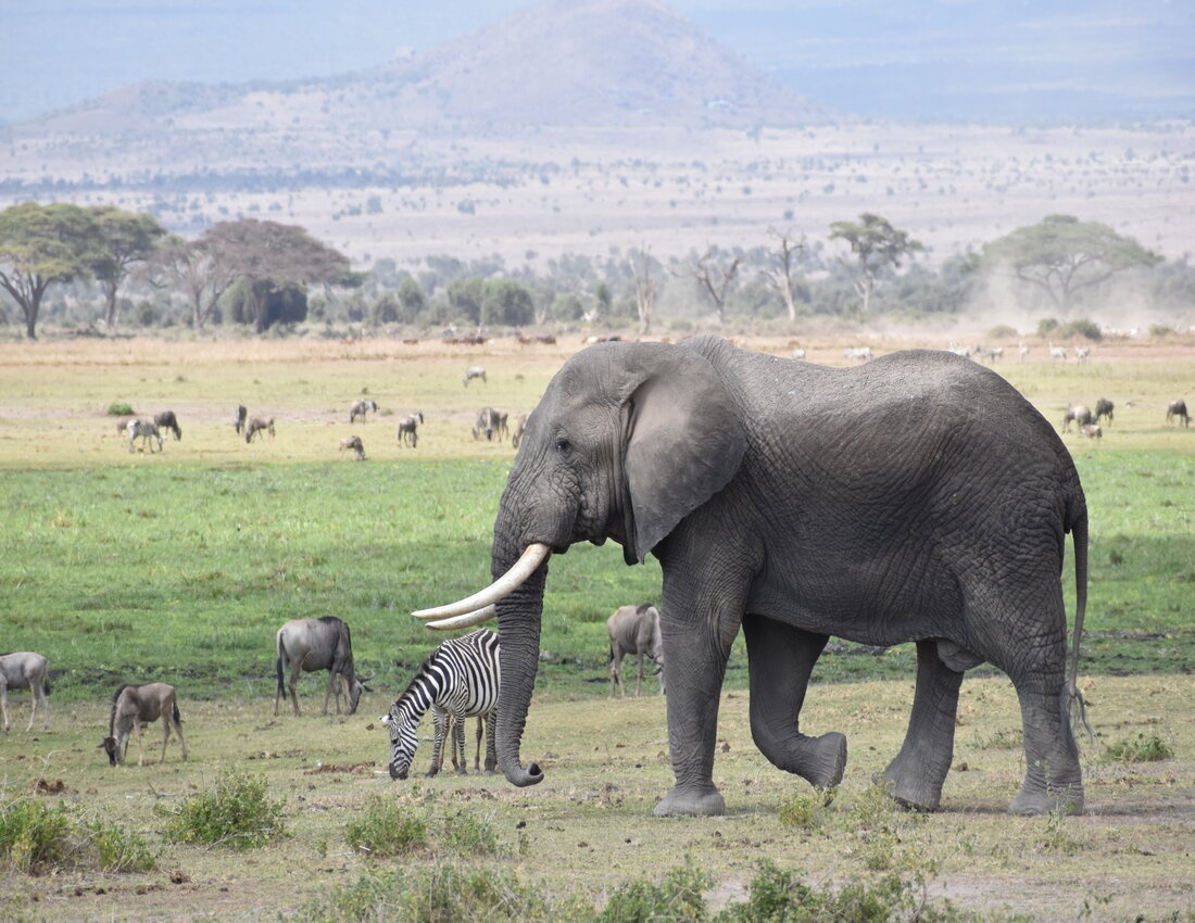 tourhub | Arrow Adventures Kenya | 8 Days Elephant Trails Safari 