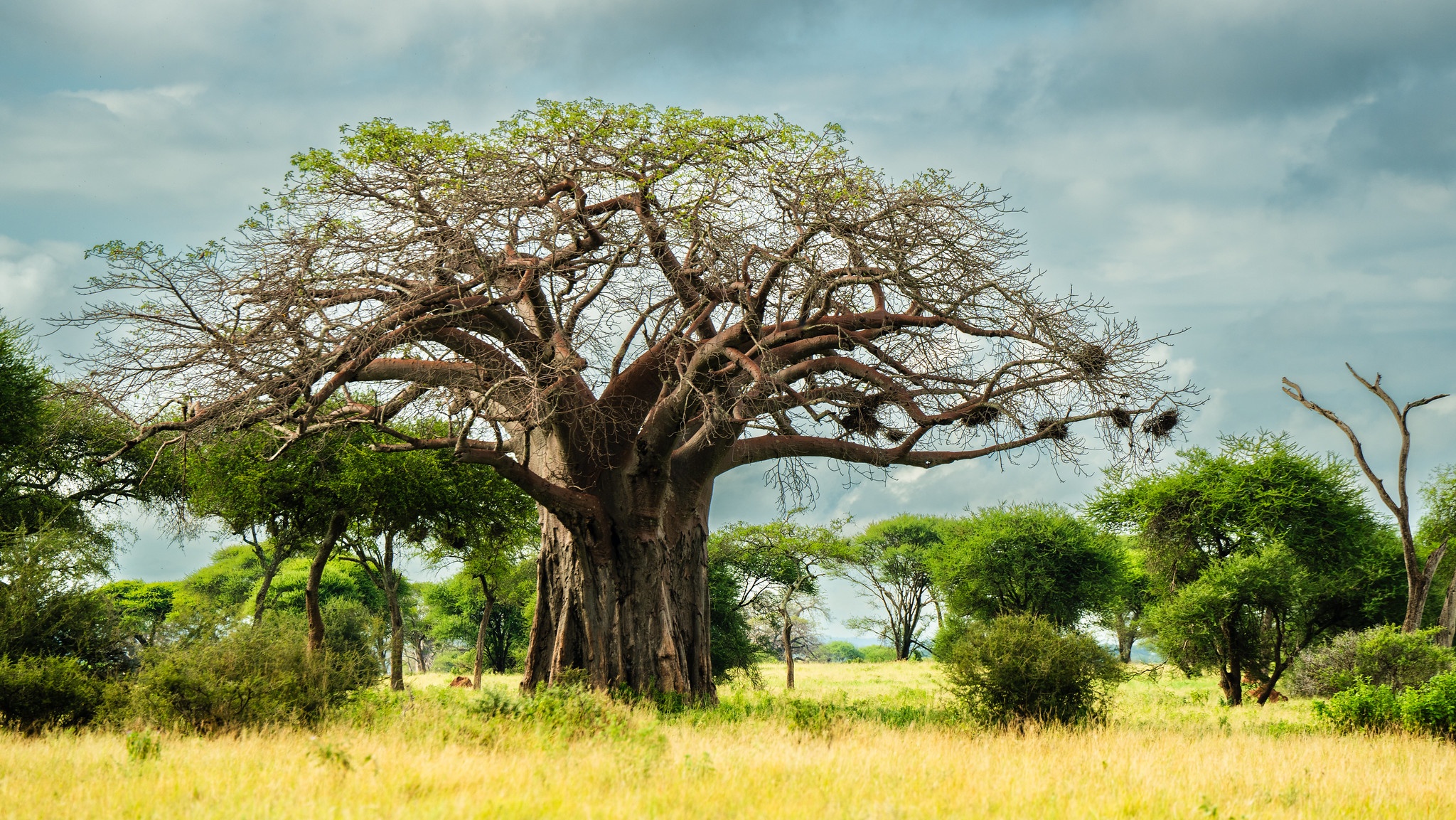 tourhub | Beach and Safari Holidays | Tanzanian Flamingo Safari: Tarangire to Lake Natron 