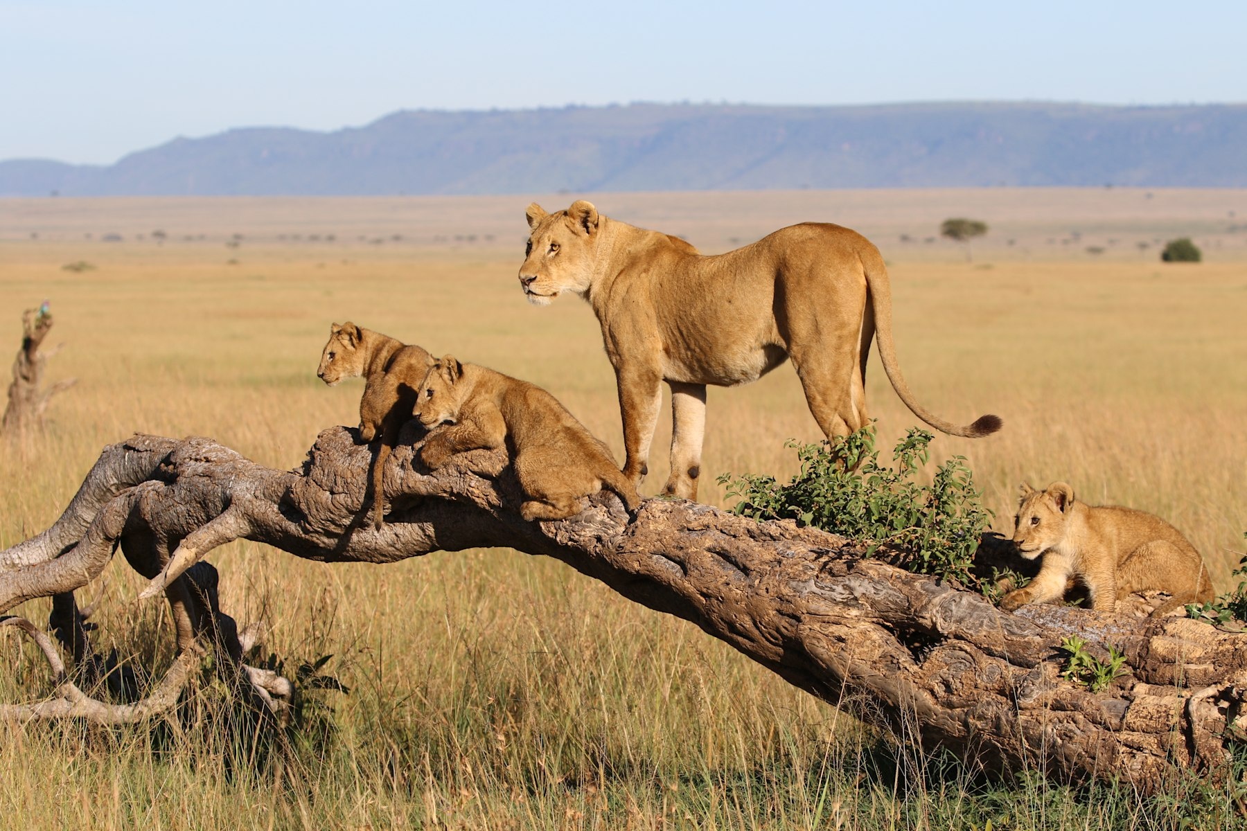 tourhub | Royal Private Safaris | 9 Days Magical Kenya Safari With Chimps Sanctuary Visit 