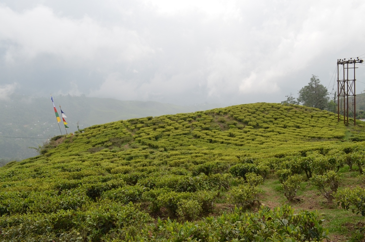 tourhub | Agora Voyages | Tea Estates and Sacred Monasteries 