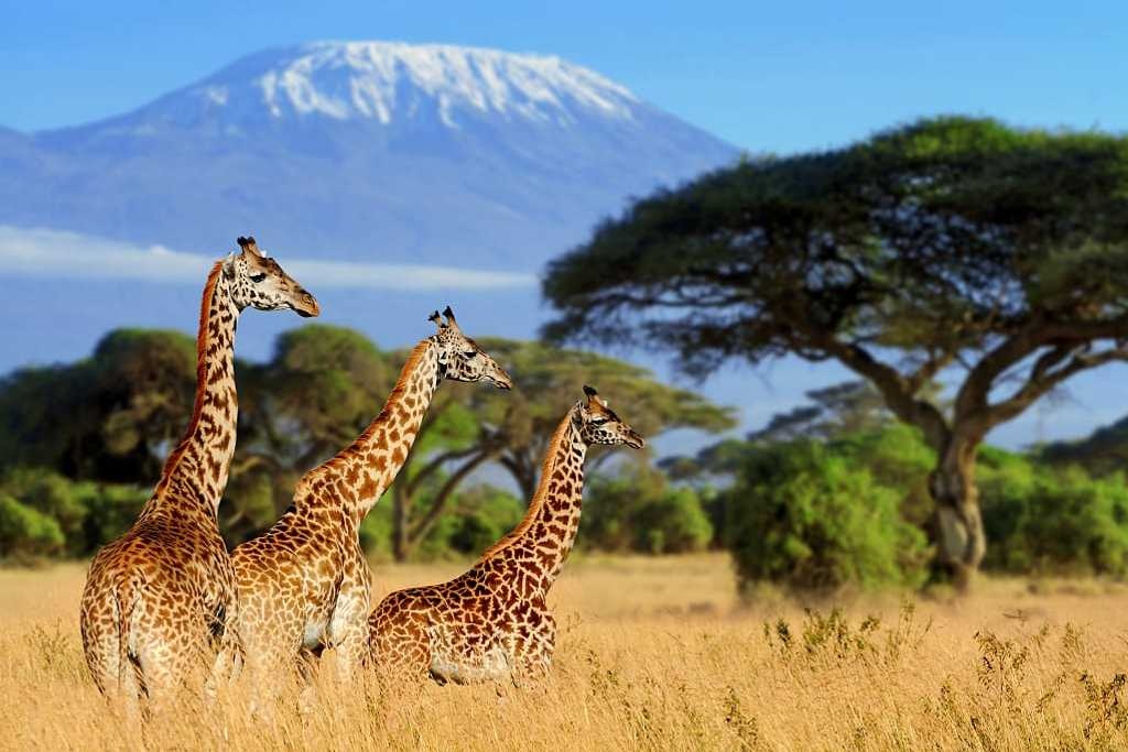 tourhub | Africa Safari Bookings Advisory Center | 13 Days Africa Private Guiding Tour Holiday Safari | 13 Days APG