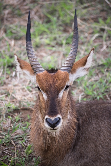 tourhub | Akondo Adventures | 3 Days Tarangire, Lake Manyara and Ngorongoro Safari 