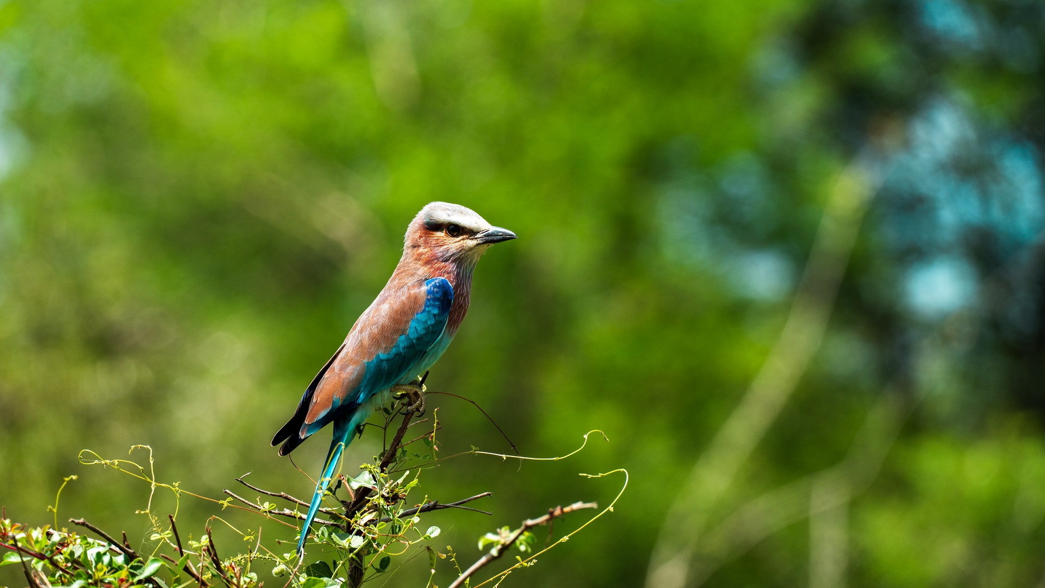 tourhub | Beach and Safari Holidays | Zanzibar and Selous 