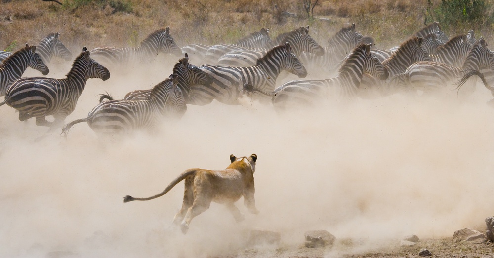 tourhub | Miki Travel Asia | 8D7N Cape Town, Victoria Falls, and Masai Mara 