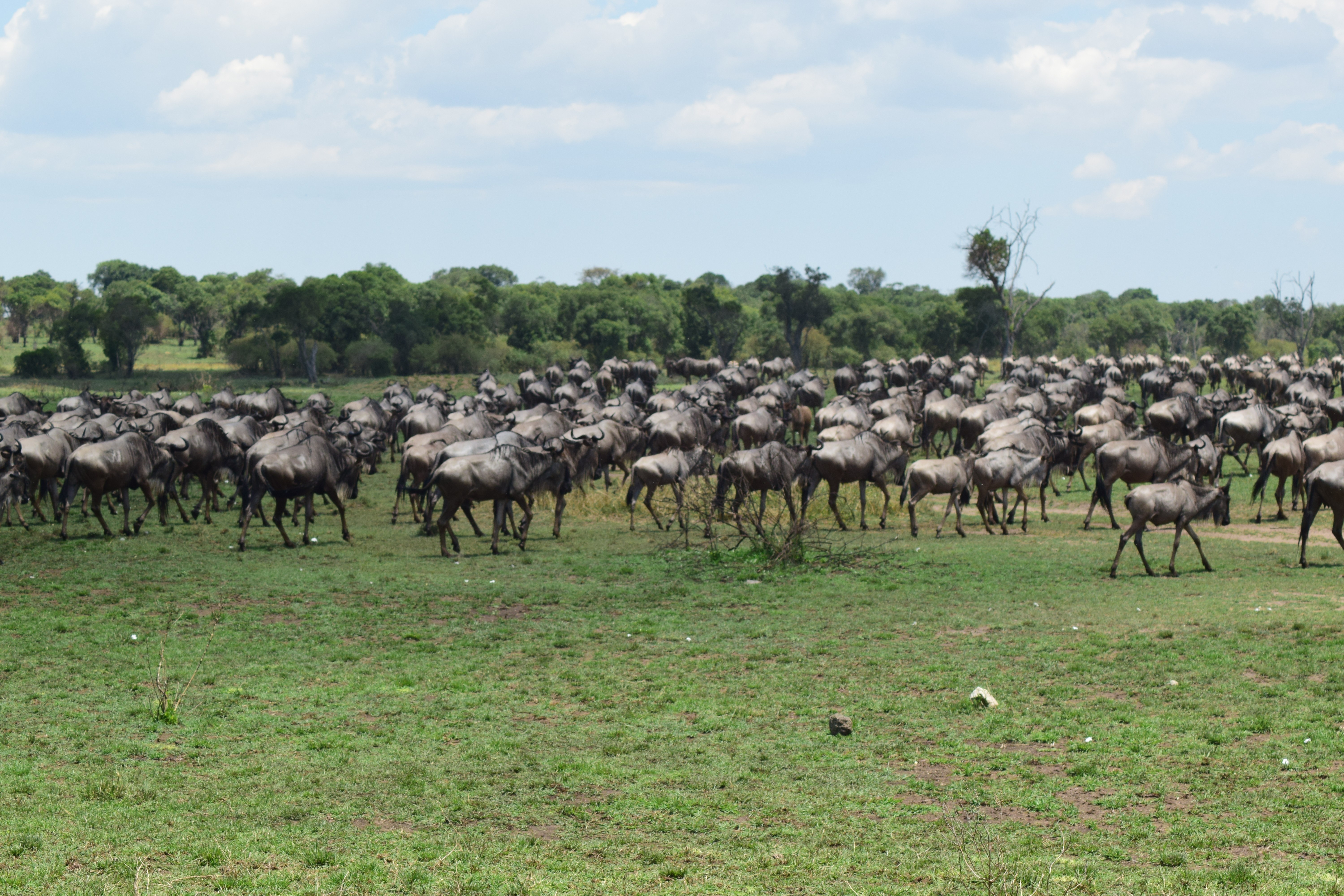 tourhub | Widerange African Safaris | 5-Day Classic Serengeti Migration Mara River Crossing 