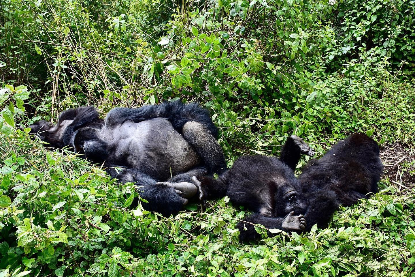 tourhub | 1000 Hills Safaris | Rwanda Gorilla & Golden Monkey with Canoe ride 