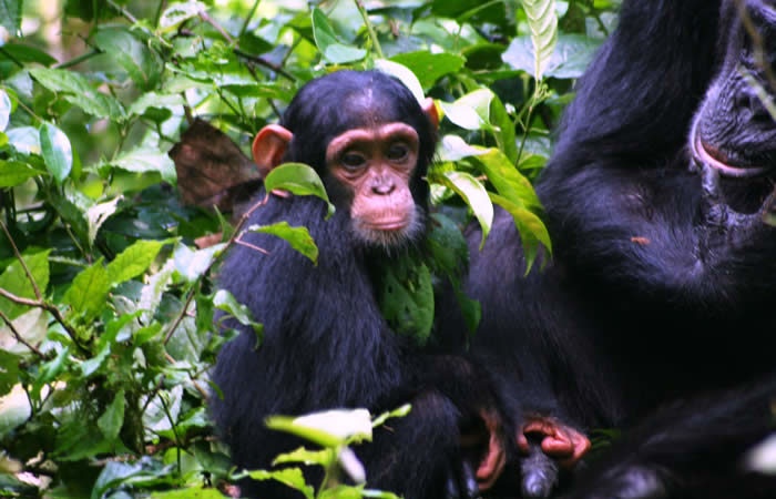 tourhub | Birchill Expeditions | Chimpanzee Tracking Uganda | BE0002