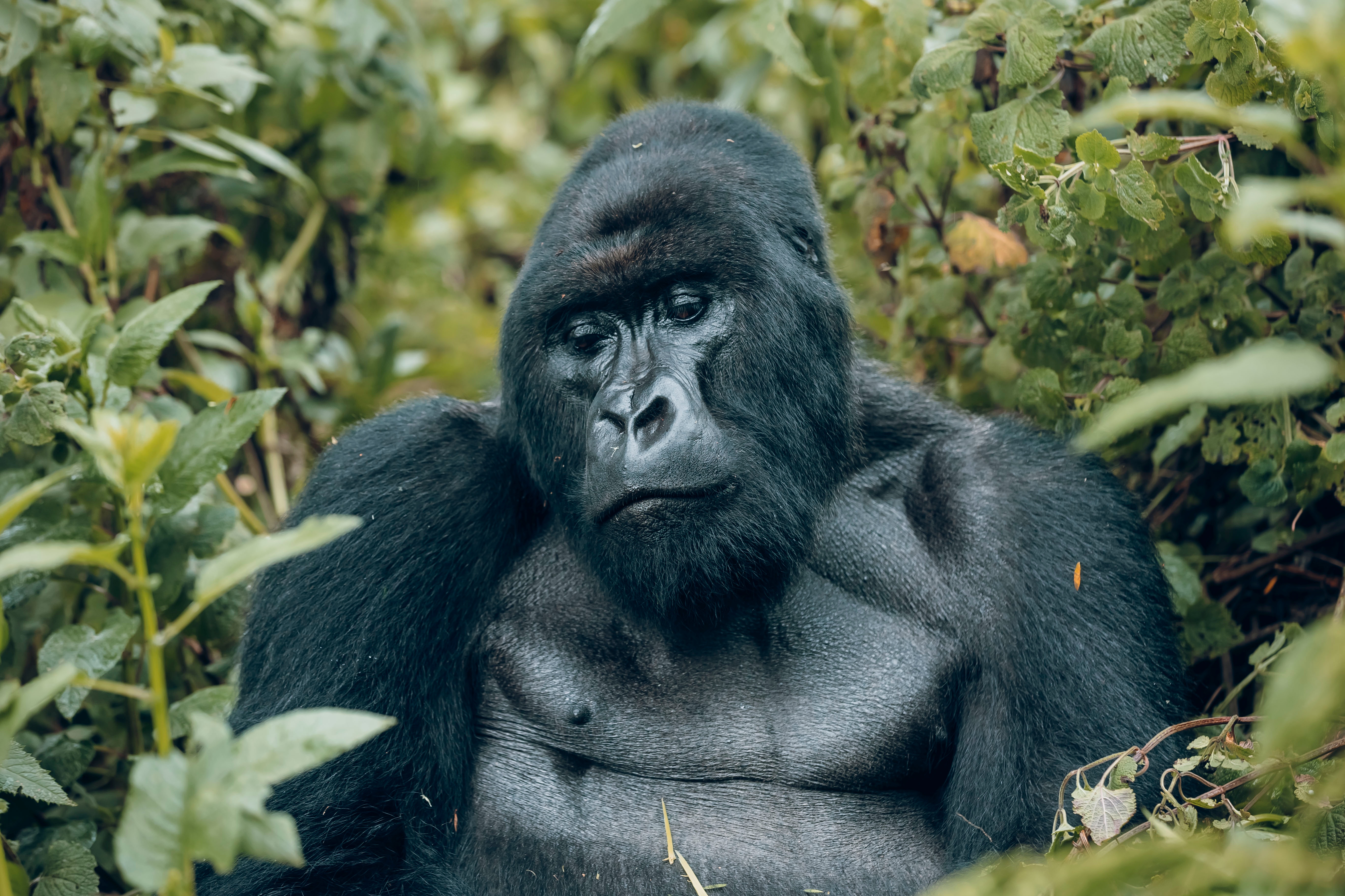 tourhub | Kawira Safaris Ltd | 2 Day Rwanda Gorilla Trekking Tour 