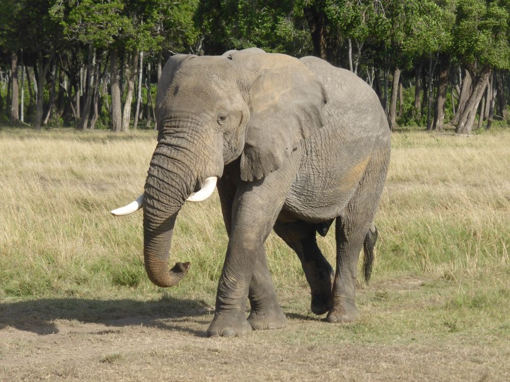 tourhub | Motor Trails | 9 Days Kenya Maasai Guided Motorcycle Tour 